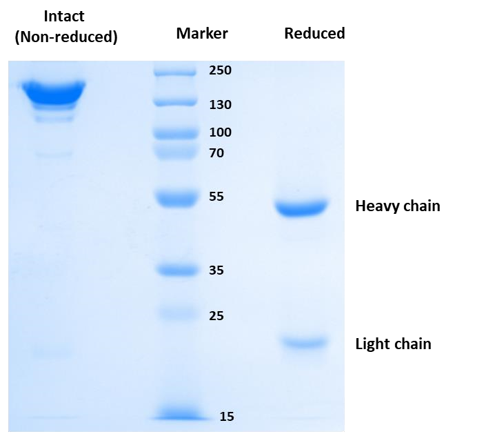 Protein size determination of mAb sample