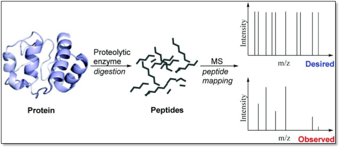 PEPTIDE MAPPING
